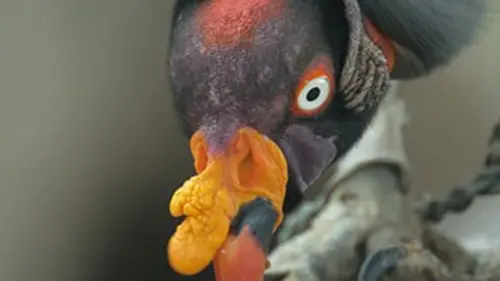 Les secrets génétiques de l'évolution animale Les yeux : voir et être vu