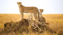 Les seigneurs de la nature