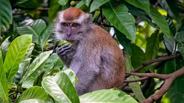 La planète des primates