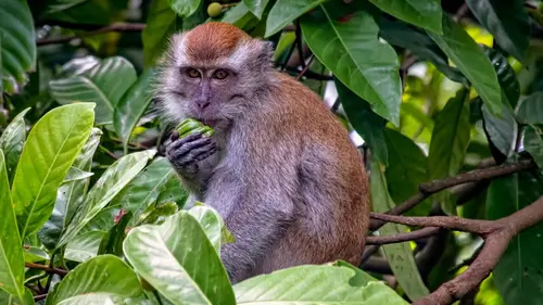Les seigneurs de la nature S01E02 La planète des primates