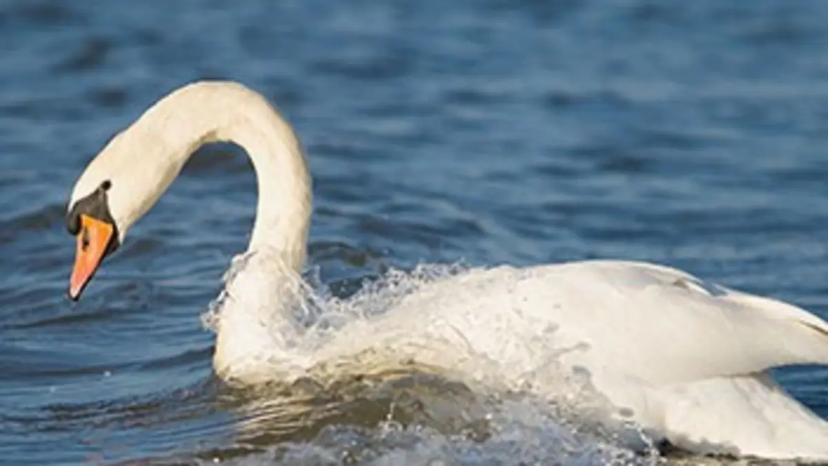 Les seigneurs du lac