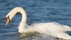 Visuel de Les seigneurs du lac