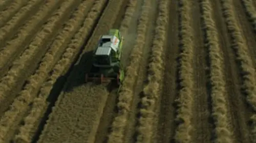 Les semences, une histoire de l'agriculture