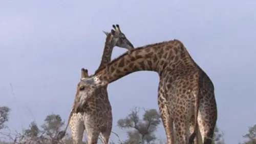 Les sens de la savane