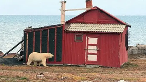 Les sentinelles de l'Arctique