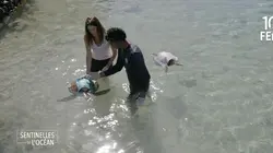 Les sentinelles de l'océan