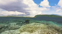 Visuel de Les sentinelles de la Grande Barrière de corail