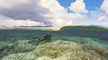 Les tortues de l'île de Raine