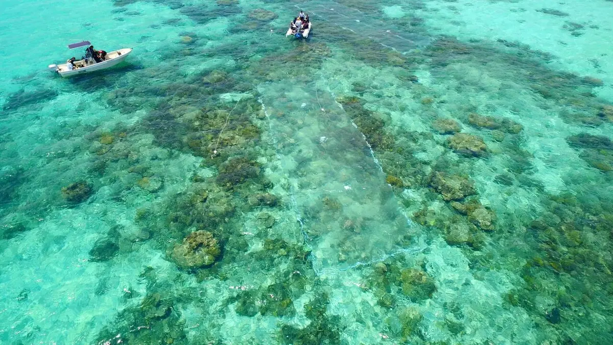 Les sentinelles de la Grande Barrière de corail Les récifs coralliens