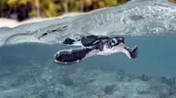 Les sentinelles de la Grande Barrière de corail