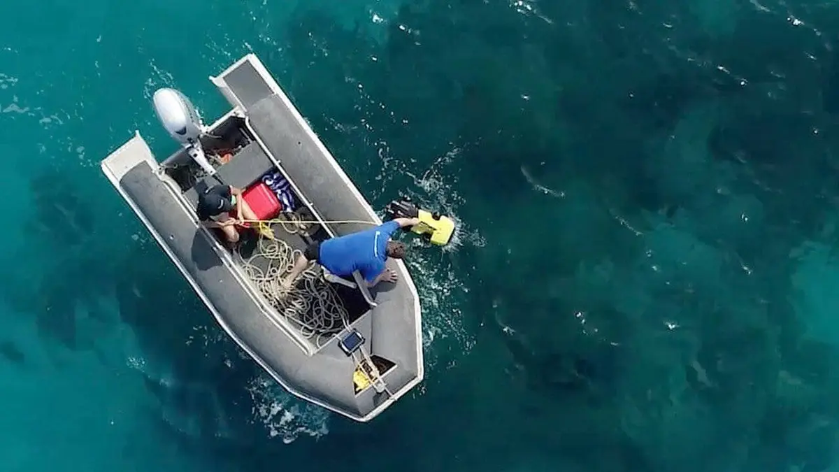Les sentinelles de la Grande Barrière de corail