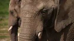 Les sept péchés capitaux des animaux