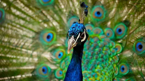 Les sept péchés capitaux des animaux S01E06 L'orgueil