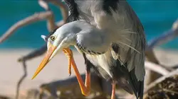 Visuel de Les Seychelles : Un joyau de la nature