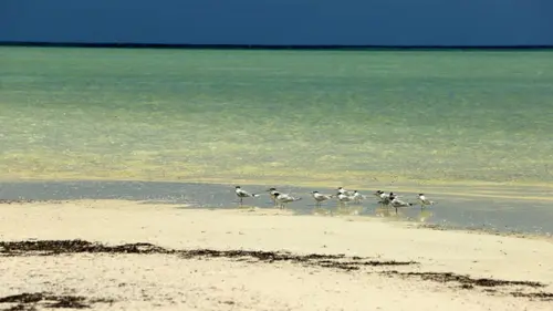 Les Seychelles, un paradis écologique