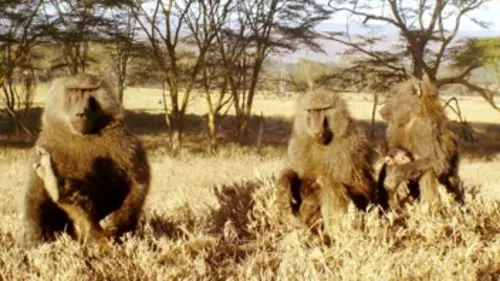 Les singes du Serengeti