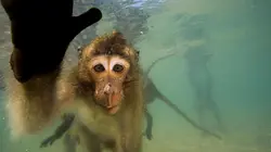 Les singes qui voulaient voir la mer