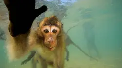 Les singes qui voulaient voir la mer