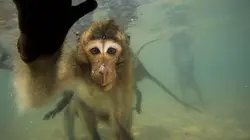 Les singes qui voulaient voir la mer