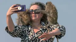 Les singes qui voulaient voir la mer