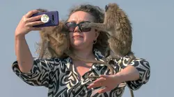 Les singes qui voulaient voir la mer