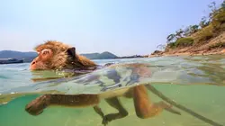 Les singes qui voulaient voir la mer