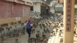 Les singes qui voulaient voir la mer