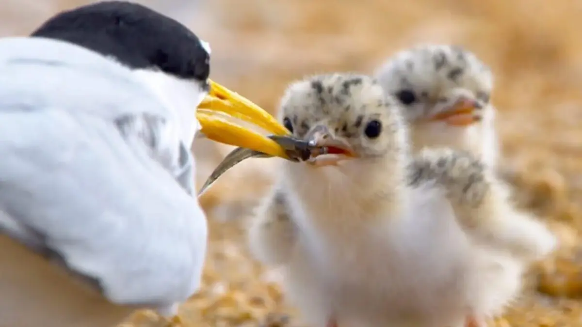 Les sternes naines : Un oiseau sous les eaux