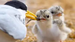 Les sternes naines : Un oiseau sous les eaux