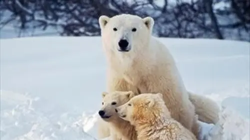 Épisodes de Les super parents de la nature