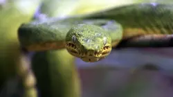 Les super-pouvoirs de la peau S01E02 Mobilité