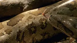 Les super-pouvoirs de la peau