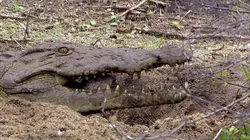 Les super-pouvoirs de la peau