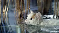 Les super-pouvoirs du chat