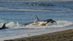 Les super-prédateurs des mers