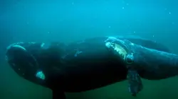 Les super-prédateurs des mers S'adapter ou mourir