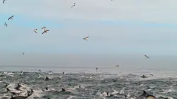 Les super-prédateurs des mers Chasses en territoire hostile