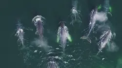 Les super-prédateurs des mers L'union fait la force