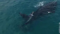 Les super-prédateurs des mers S'adapter ou mourir