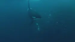 Les super-prédateurs des mers L'union fait la force