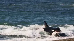 Les super-prédateurs des mers Chasses en territoire hostile