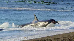 Les super-prédateurs des mers Chasses en territoire hostile