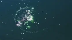 Les super-prédateurs des mers