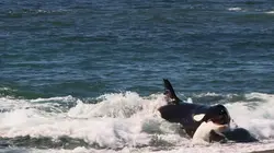 Les super-prédateurs des mers Chasses en territoire hostile