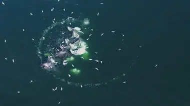 Les super-prédateurs des mers S'adapter ou mourir