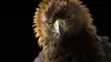 Les superpouvoirs des aigles