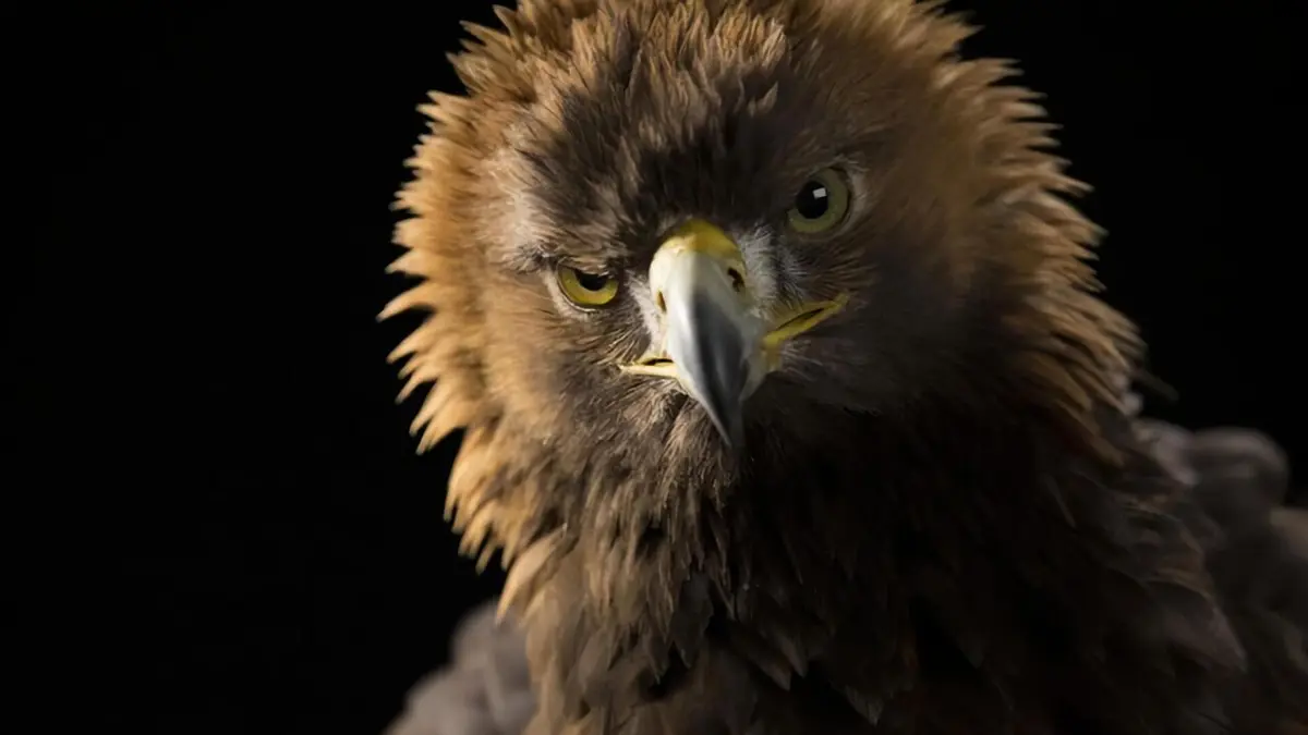Les superpouvoirs des aigles