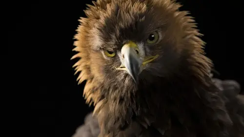 Les superpouvoirs des aigles