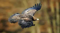 Les superpouvoirs des aigles