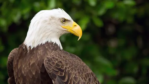 Les superpouvoirs des aigles